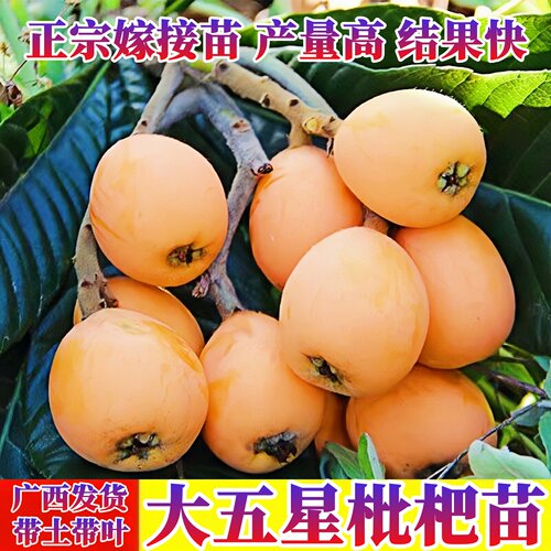 大五星枇杷苗嫁接纯甜盆栽地栽