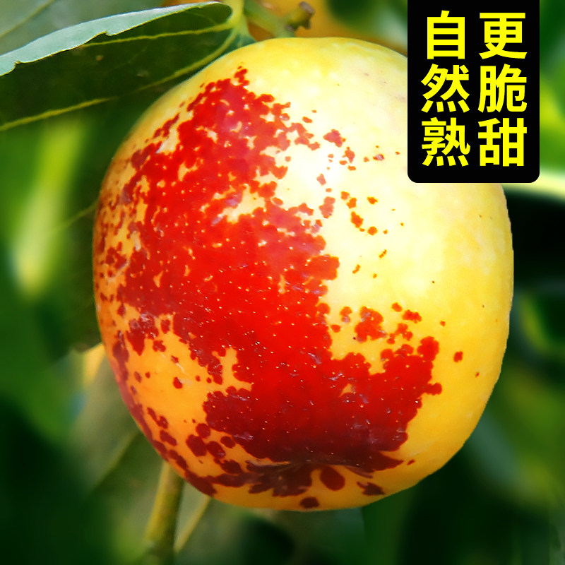 【5A品质】正宗大荔冬枣脆甜5斤图片