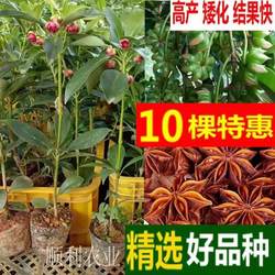 带土带叶广西藤县八角嫁接苗罗马大红八果木树苗食用大料茴香苗