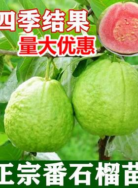 番石榴芭乐树苗四季结果广西带土带叶嫁接白心红心珍珠番石榴树苗