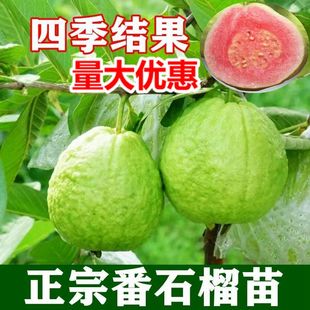 番石榴芭乐树苗四季结果广西带土带叶嫁接白心红心珍珠番石榴树苗