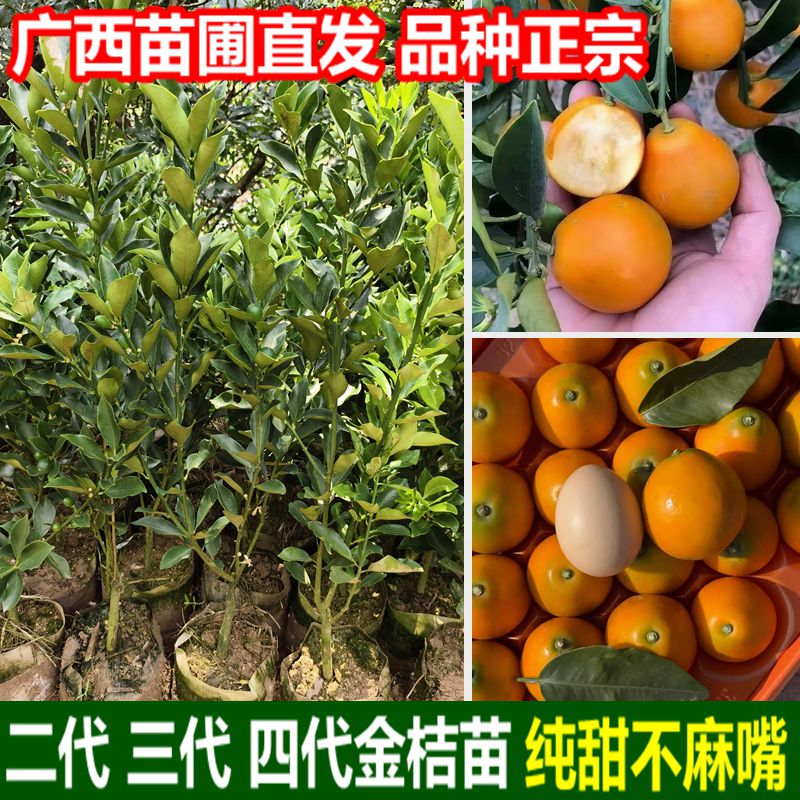 广西脆蜜金桔树苗嫁接第三代大果纯甜无籽脆皮滑皮金桔苗盆栽地栽