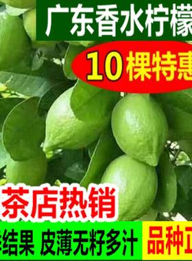 柠檬树苗广东香水奶茶店四季无籽
