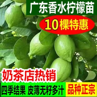 广东香水柠檬苗扦插苗台湾香水柠檬嫁接苗青柠檬四季无籽盆栽地栽