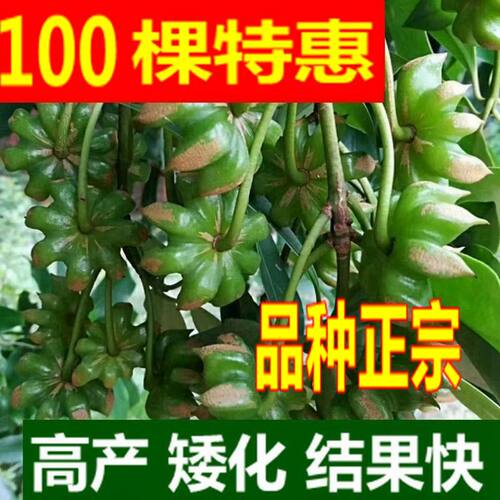 八角嫁接苗罗马东荣八果树苗矮化