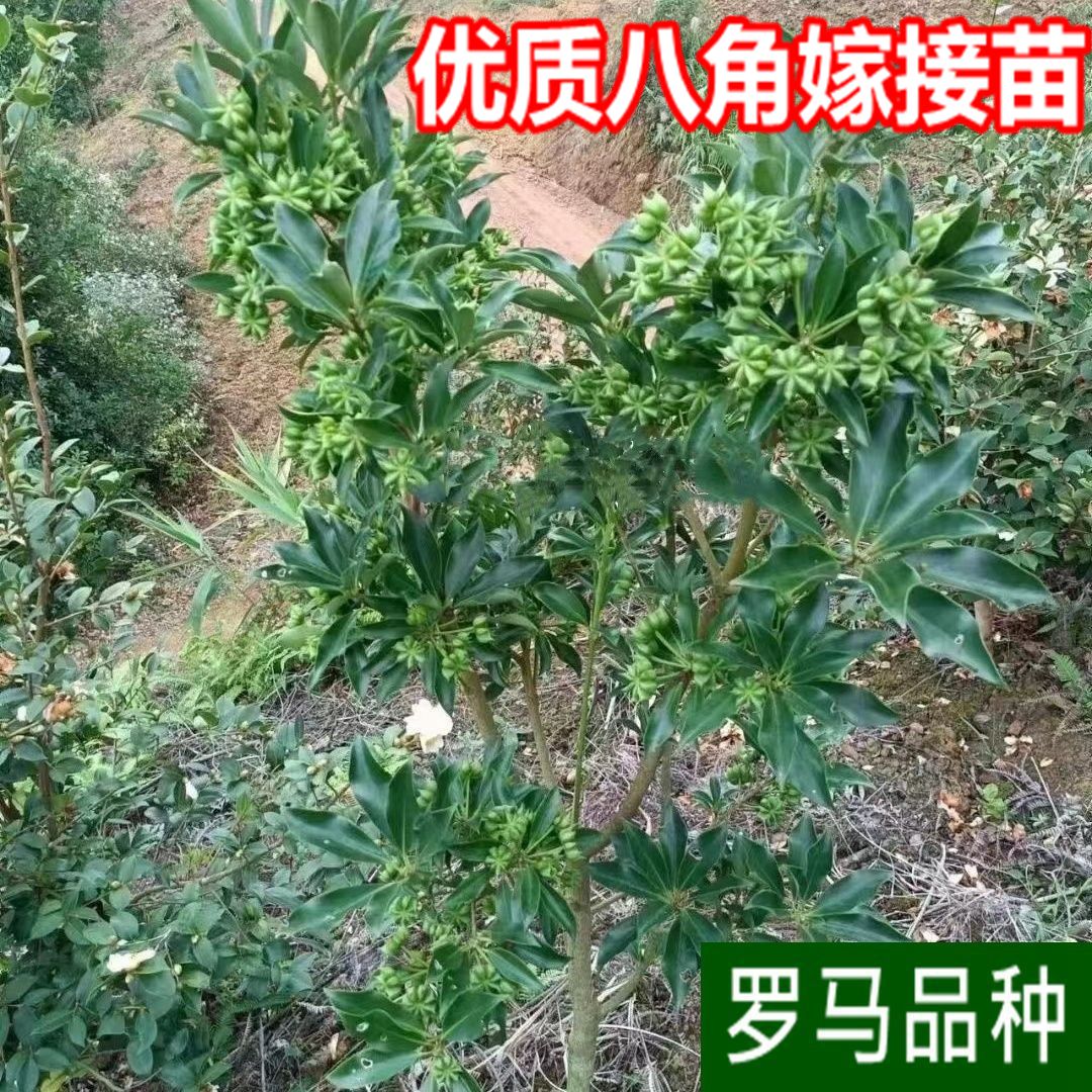 广西八角嫁接苗大红罗马矮化
