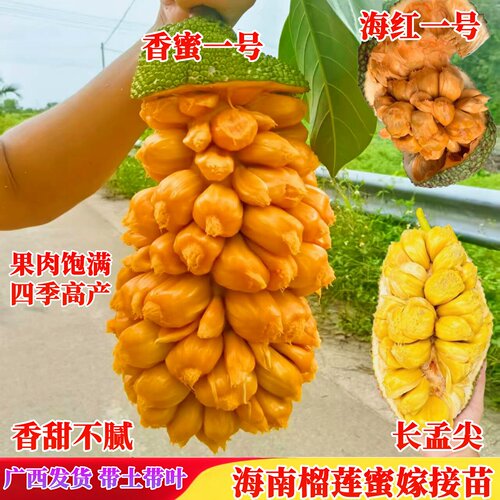 嫁接香蜜一号榴莲蜜苗带土带叶发