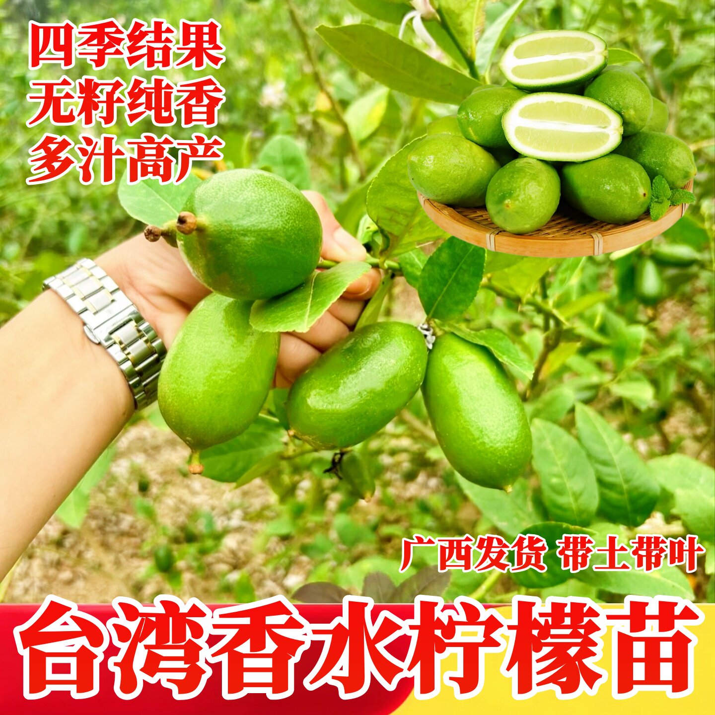 台湾香水柠檬苗嫁接柠檬树苗四季结果柠檬苗阳台庭院盆栽地栽柠檬