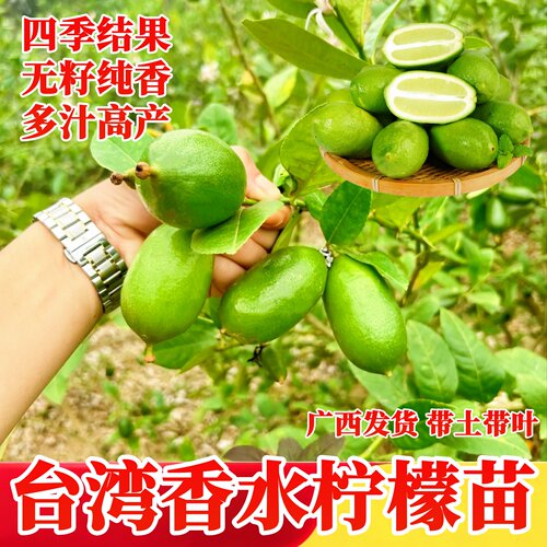 台湾香水柠檬嫁接苗当年结果四季
