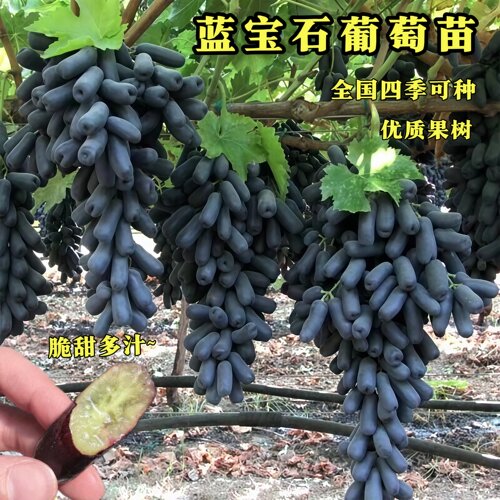 蓝宝石无籽葡萄苗脆甜多汁