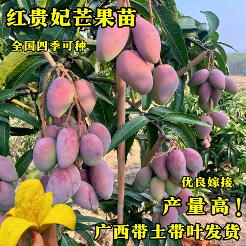 红贵妃芒果嫁接苗当年结果