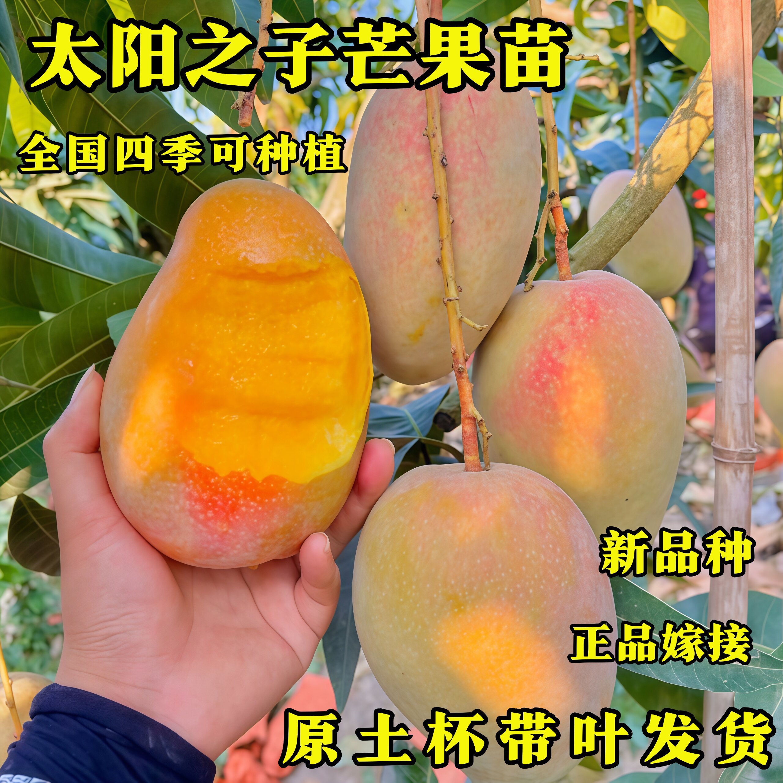 太阳之子芒果苗正宗嫁接果树苗四季可种植基地直发带土带叶盆栽
