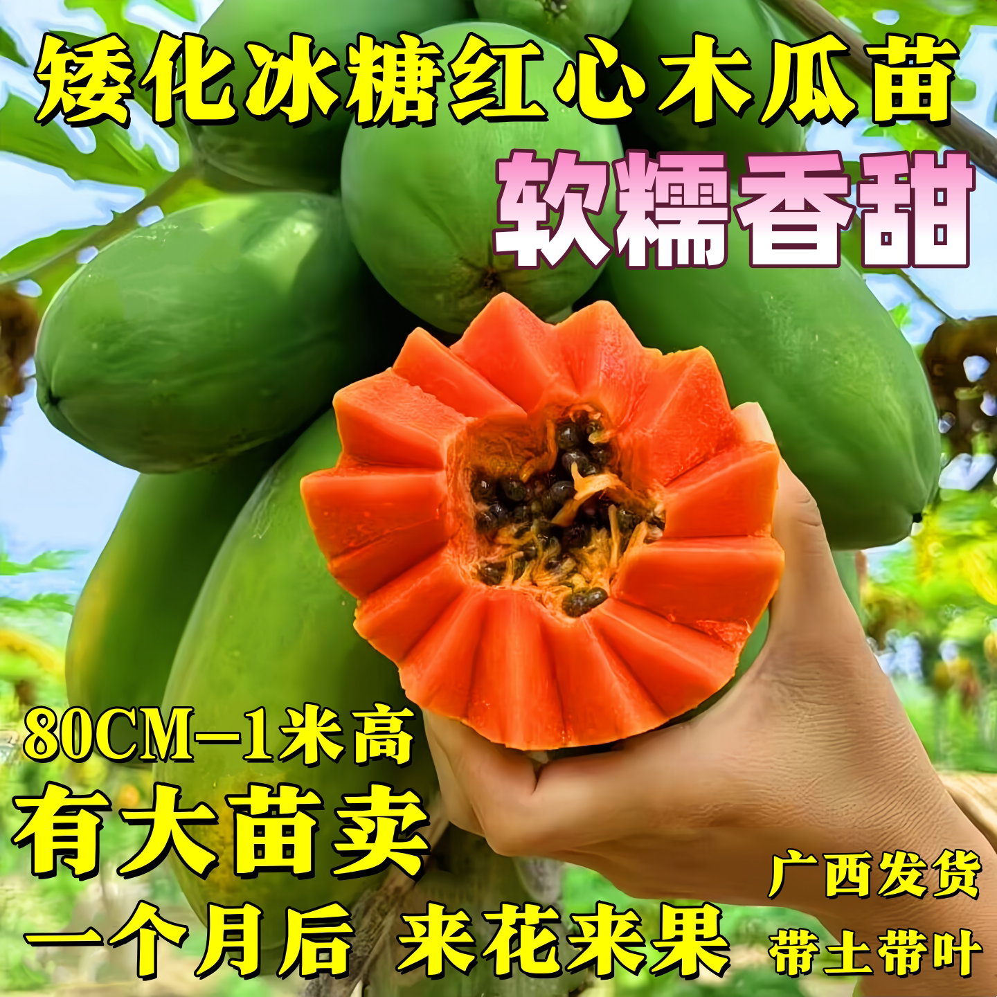 矮化木瓜苗四季结果盆栽南北可种图片