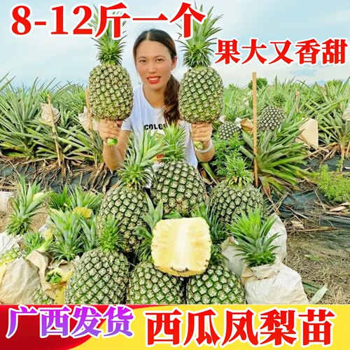 西瓜凤梨苗高产四季凤梨苗盆地栽
