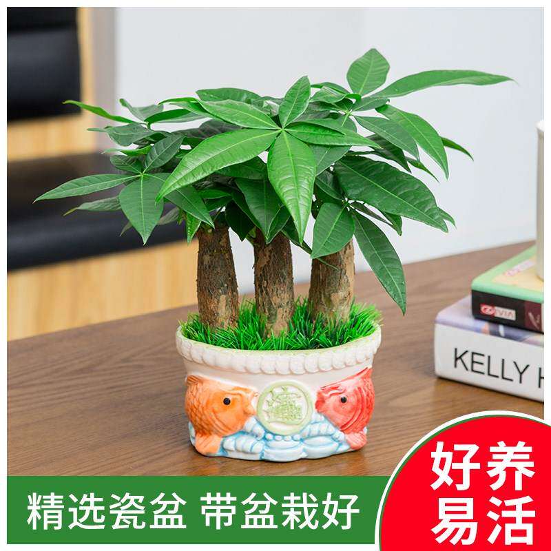 发财树盆栽植物四季好养室内小盆景易活桌面招财客厅水培绿植花卉