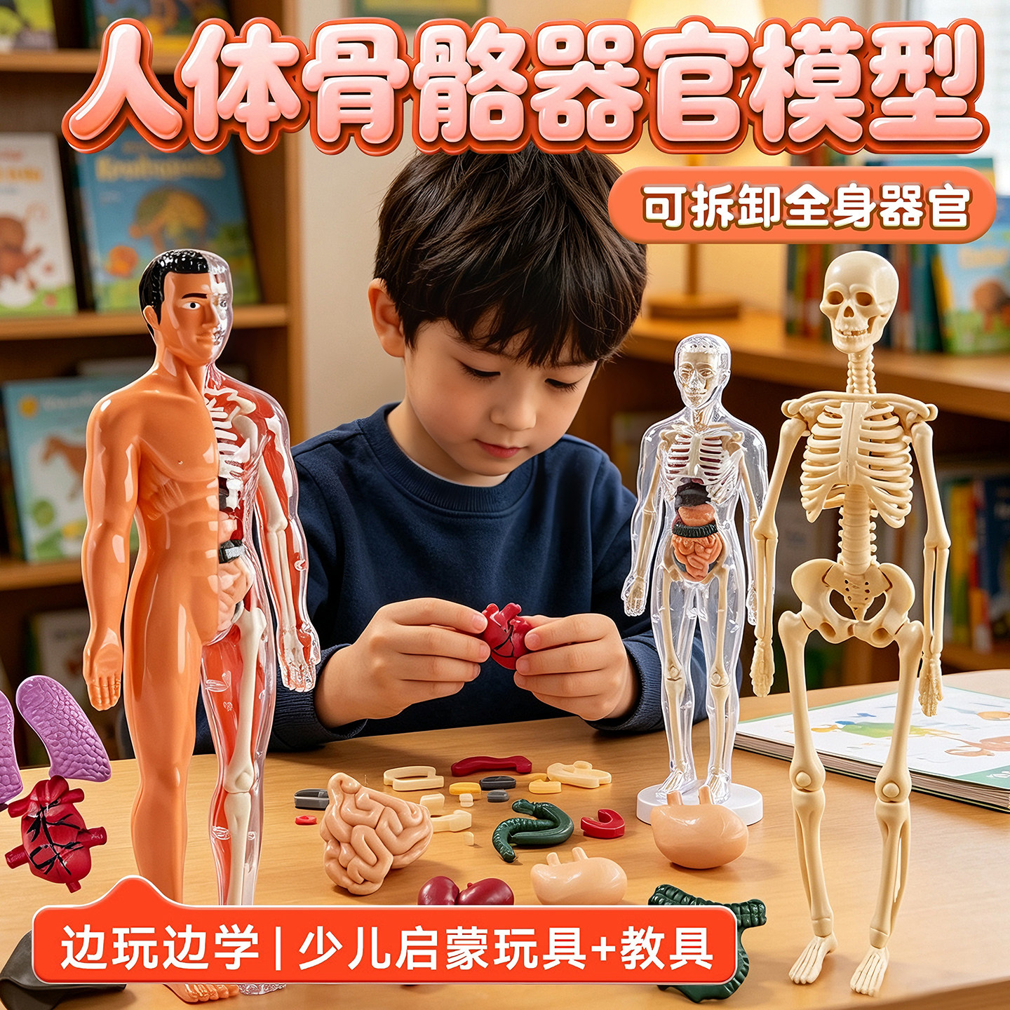 可拆卸人体结构模型器官，骨骼