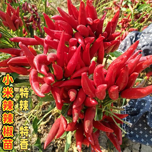 小米辣辣椒苗秧苗超辣小米辣苗子高产簇生阳台盆栽南方种蔬菜苗孑