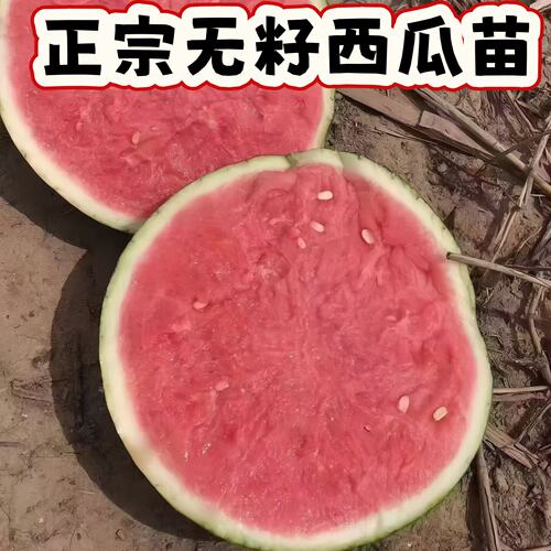 西瓜苗无籽美都8424麒麟南方四季高产大果懒汉种孑薄皮肉厚易活