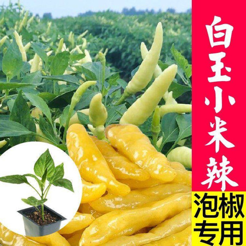 广西小米辣椒苗秧苗四季盆栽野山椒苗四川海南野生云南朝天椒苗种