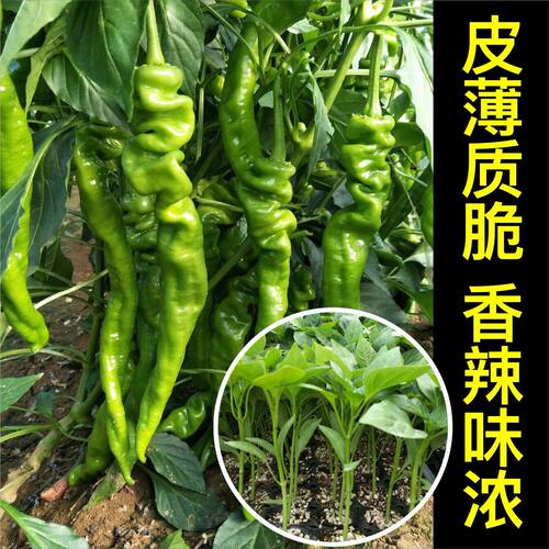 辣椒苗螺丝椒大青线椒甜椒苗特小米辣朝天椒薄皮各种七彩椒蔬菜苗