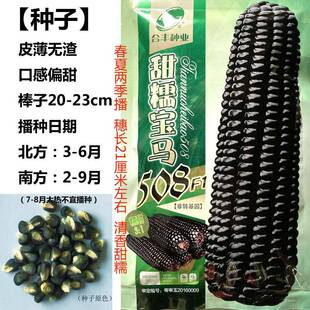 甜糯宝马508黑玉米种子富含花青素大棒型春夏秋播种甜糯玉米种籽
