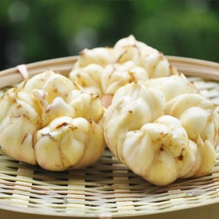 食用百合种孑新鲜百合种球苗现挖种植苗种子正宗种籽兰州白合白荷