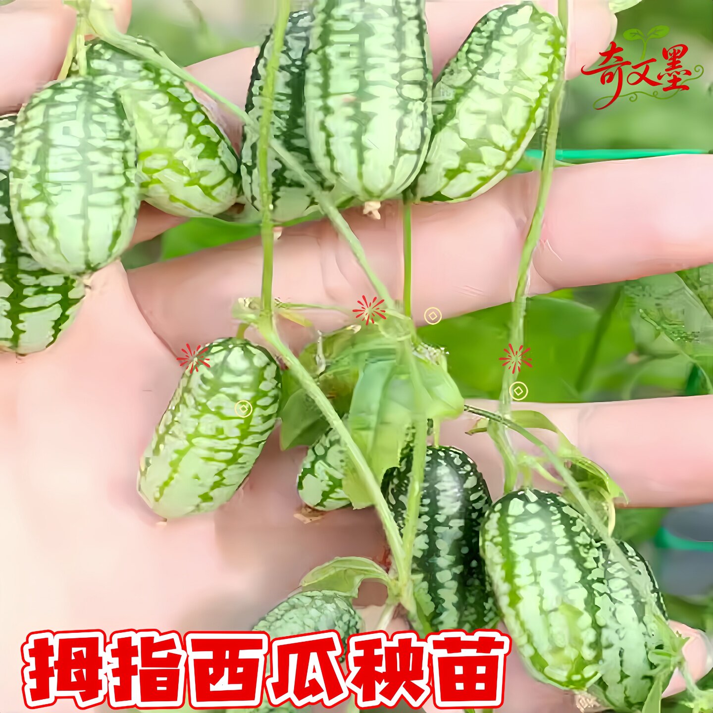 拇指西瓜秧苗盆栽水果秧苗迷你小西瓜阳台蔬菜四季耐寒耐热秧苗孑