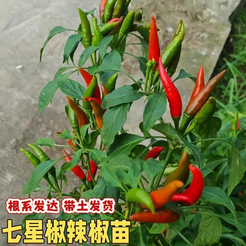 簇生高产巨辣烈焰七星辣椒苗带土球红小米辣椒秧苗四季阳台盆栽