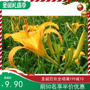 黄花菜种孑萱草盆栽地栽易活四季新鲜蔬菜种子金针菜种苗庭院阳台