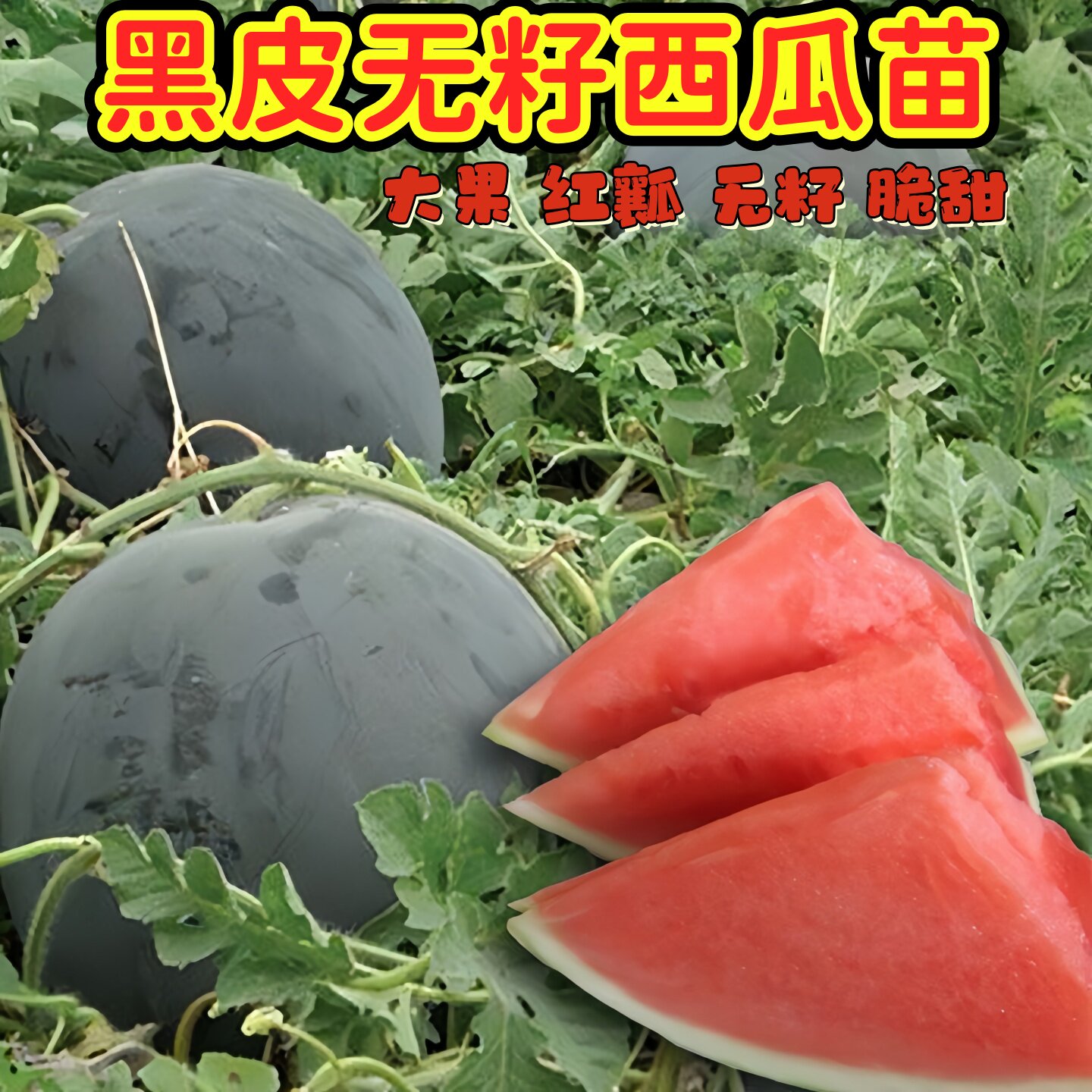 黑皮无籽西瓜苗四季蔬菜嫁接苗高产甜瓜大全脆甜口感好易种植爆甜图片
