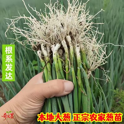 自家育苗铁杆大葱苗葱秧子秧苗葱栽子种植专用大葱苗幼苗山东大葱