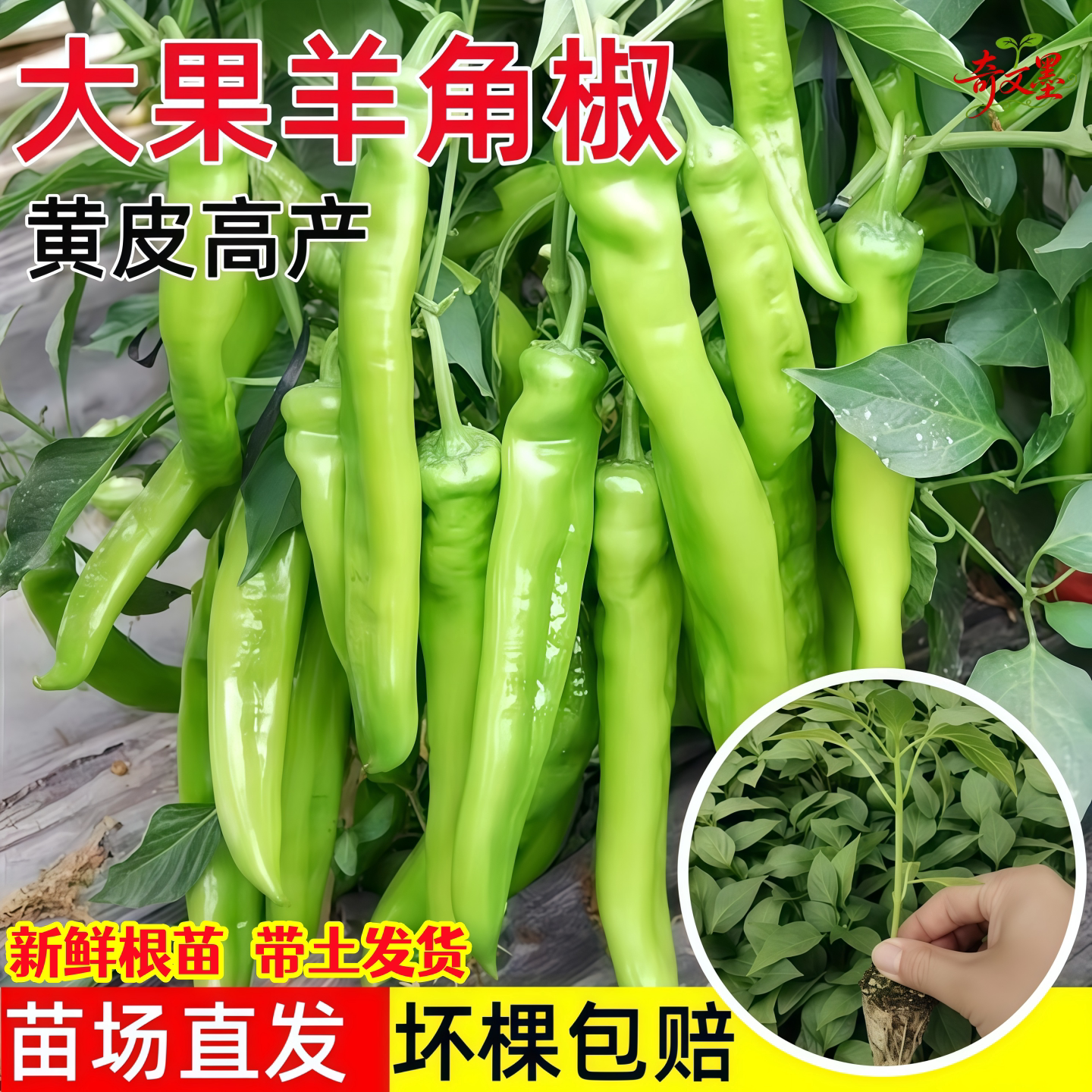 本地羊角椒辣椒苗薄皮厚肉微辣羊角椒苗秧苗带土高产大果尖椒苗子图片