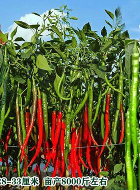 青红两用长线椒种子萧辣三十三号亩产高抗病强果型顺直蔬菜种子