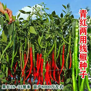 青红两用长线椒种子萧辣三十三号亩产高抗病强果型顺直蔬菜种子