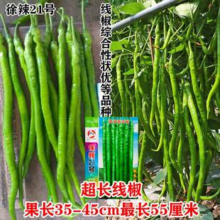 长线椒种子徐辣21号果特长丰产杂交新品种新突破辣椒种籽蔬菜种子