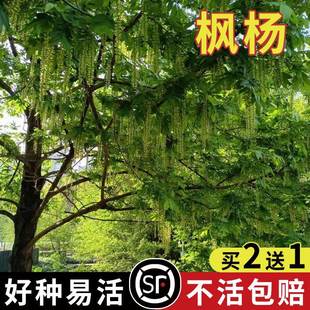 枫杨种子 白杨大叶柳大叶头杨树水麻柳枰柳树 蜈蚣柳枫杨树种籽