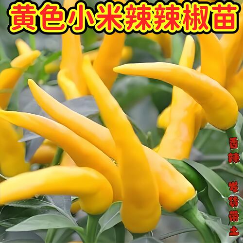 超辣黄色小米椒辣椒苗泡椒易种植口感佳四季尖椒黄辣椒苗阳台盆栽