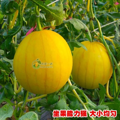 黄皮黄瓤心肉礼品西瓜种子苗甜王麒麟8424高产四季特大巨型懒汉