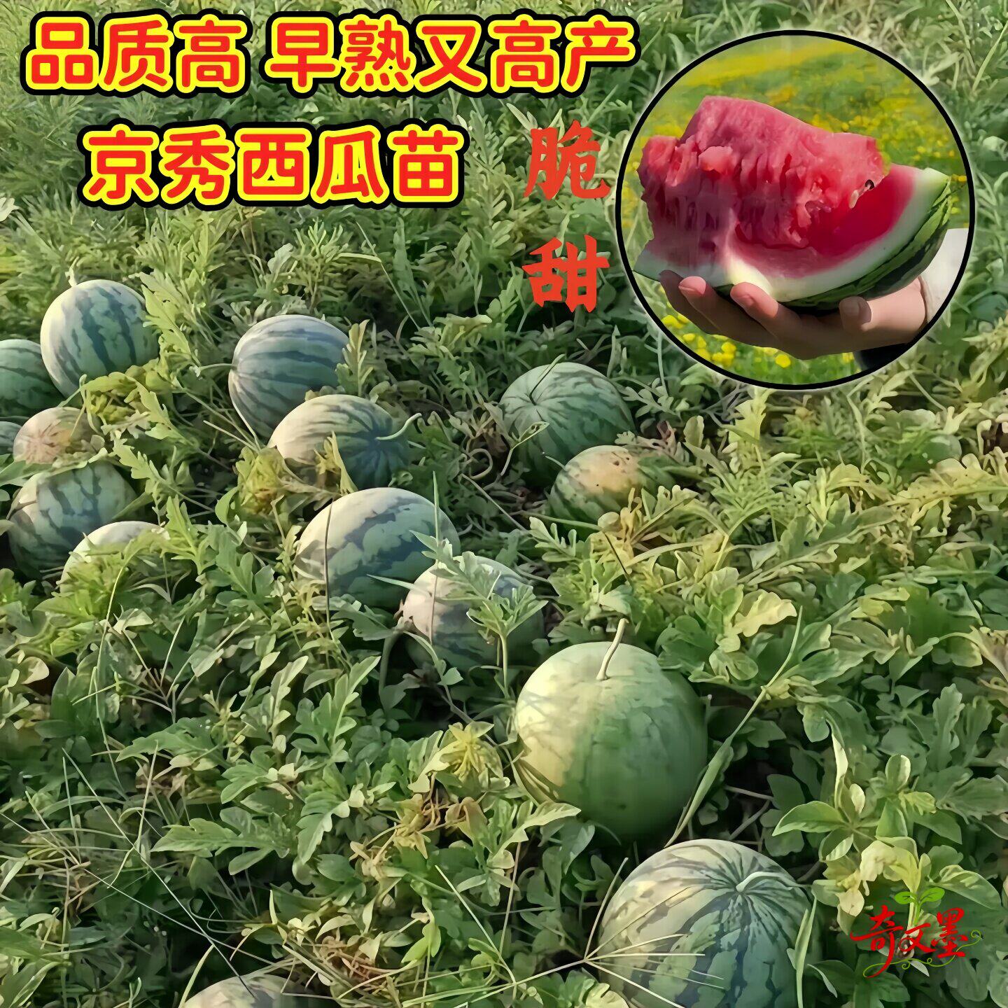 京秀西瓜苗巨型特大懒汉黑美人高产易种植早熟爆甜阳台盆栽西瓜苗