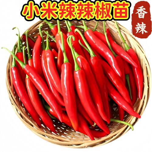 小米辣苗尖辣椒苗种朝天椒指天椒幼苗春秋阳台盆栽蔬菜苗孑秧