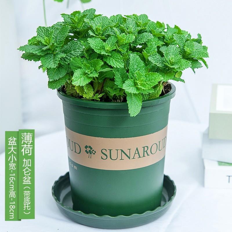 Fresh mint potted mint leaves office green plant herb plants