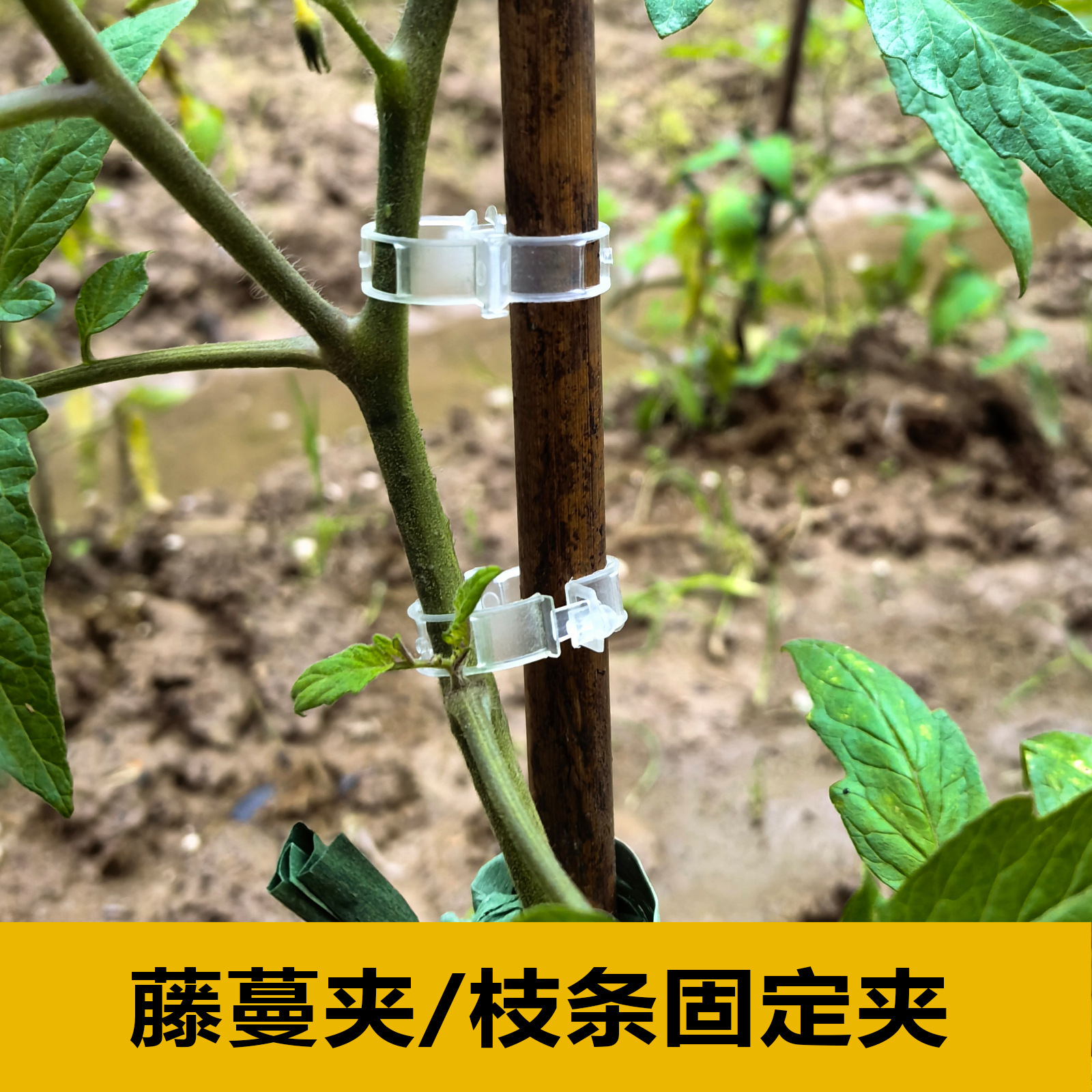 植物瓜果植物夹塑料绑蔓夹绑枝夹吊蔓夹扶蔓夹西红柿夹藤蔓固定夹