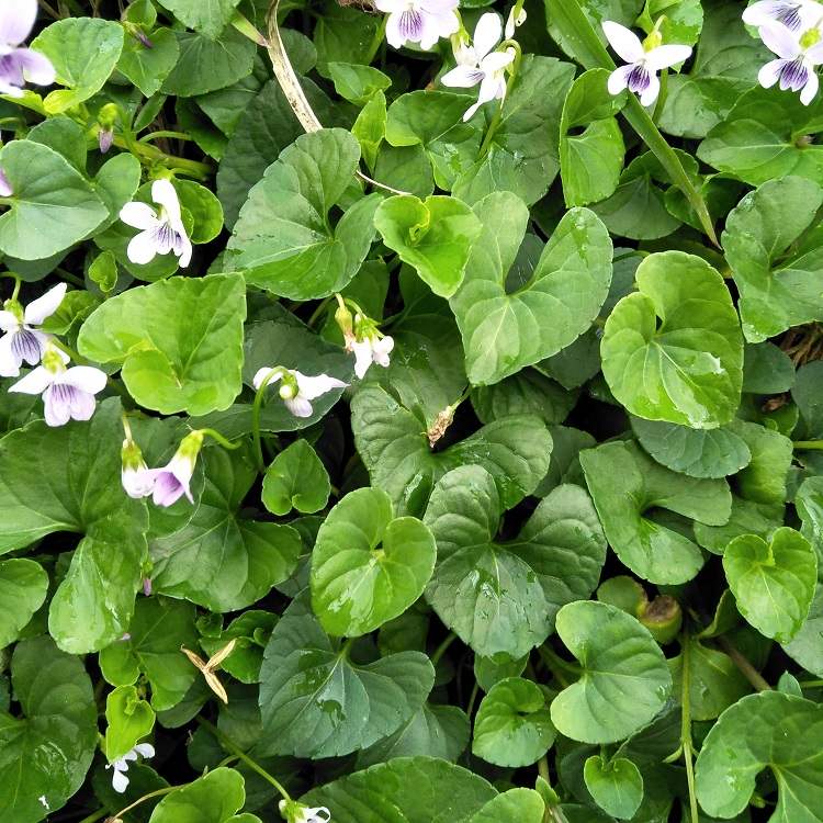 新鲜白花犁头草如意草白三百棒红三百棒 500g弧茎堇菜