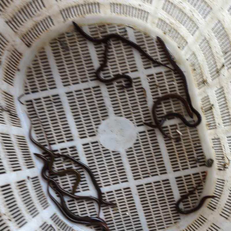 。黄鳝鱼苗2斤70-90条左右黄鳝苗长鱼苗小长鱼 小黄鳝活体养殖场|msdalam kategori daging perikanan/Buah-buahan segar dan sayur-sayuran/dimasak, makanan laut/produk akuatik/produk, ikan air tawar - dari Buy2taobao.com untuk memberikan perkhidmatan ejen Taobao profesional membeli