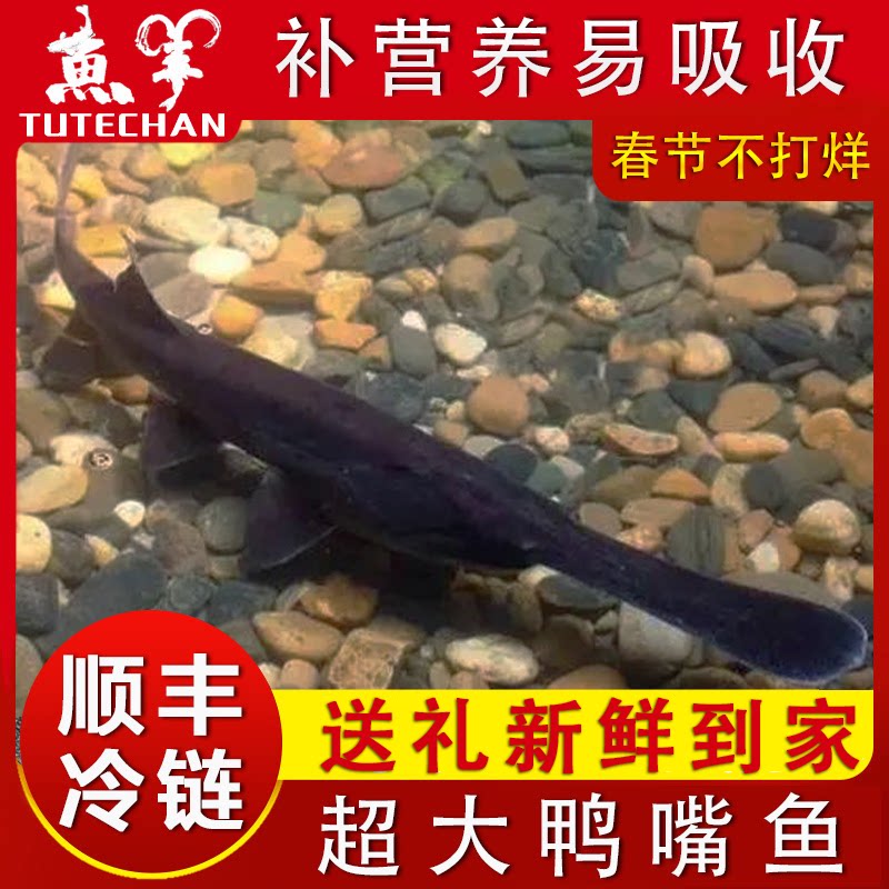 新鲜鸭嘴鱼鲜嫩补营养送礼佳品