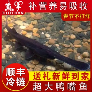 新鲜活鸭嘴鱼食用无骨鱼淡水鱼冷冻宝宝辅食补营养水产匙吻鲟