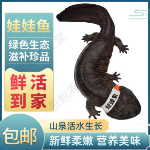 3-10斤娃娃鱼鲜活食用娃娃鱼水产海鲜滋补食材活鱼