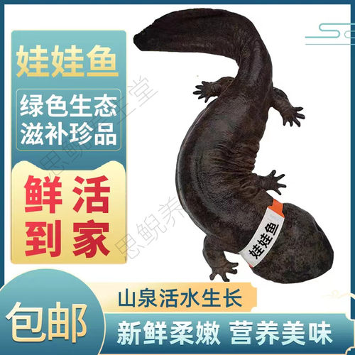 3-10斤娃娃鱼鲜活食用娃娃鱼水产海鲜滋补食材活鱼