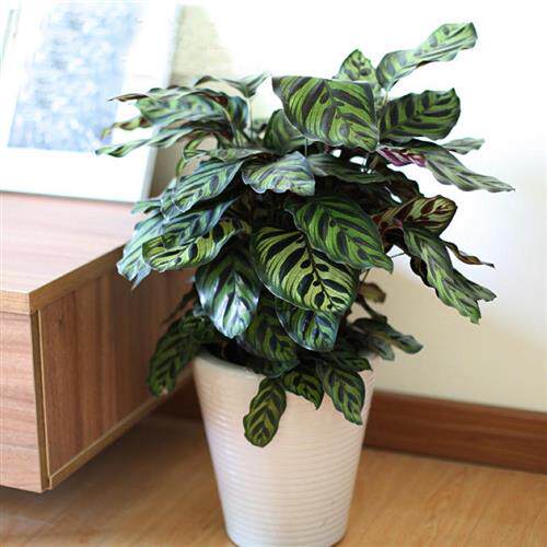 彩色竹芋盆栽高档绿色植物花卉孔雀竹芋蕨类植物客厅桌面绿植盆景