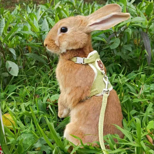 Newest Cute Rabbit Harness and Leash Set Bunny Pet Accessori